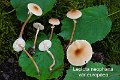 Lepiota neophana var.europaea-amf2055